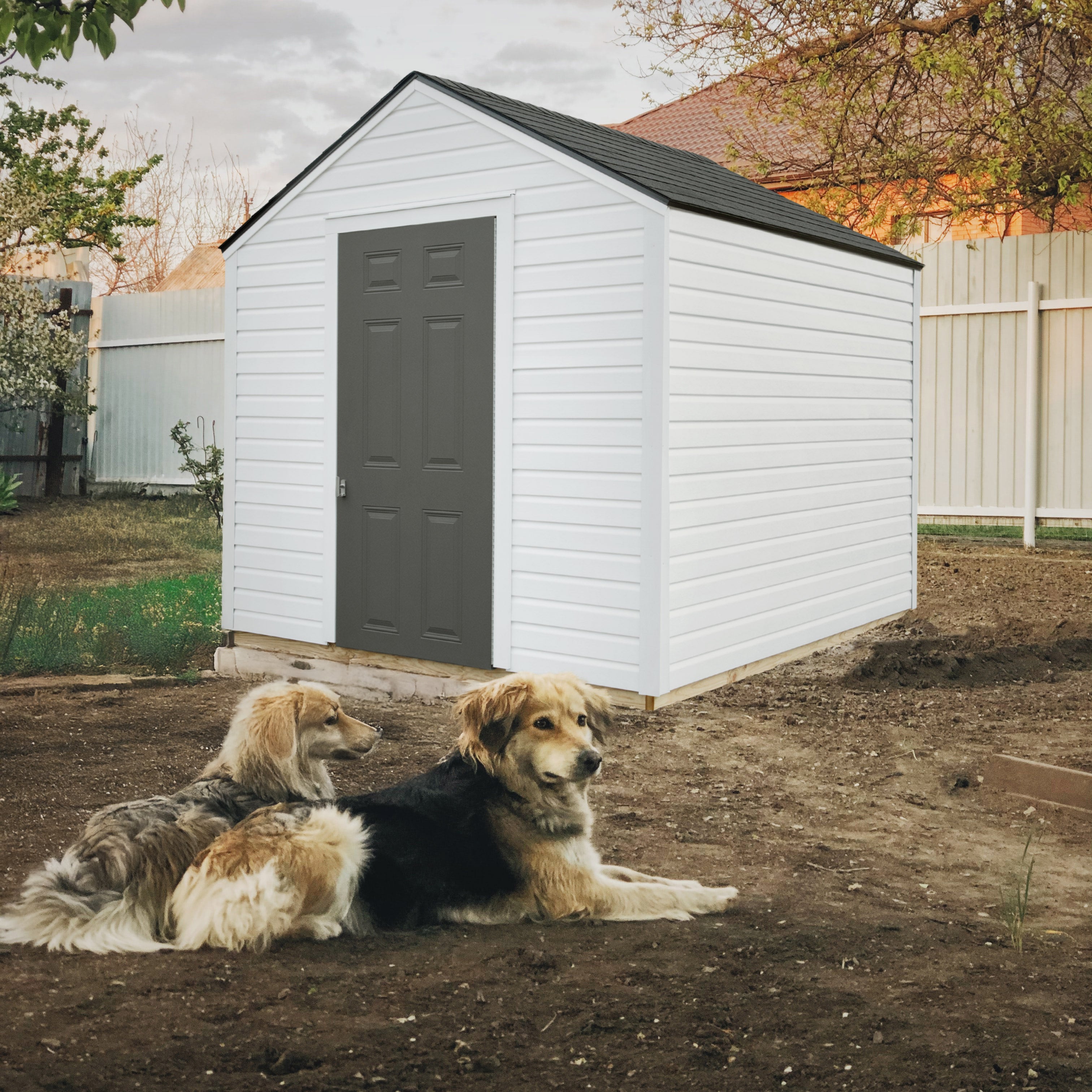 Backyard storage shed with a single door and two dogs resting in front.